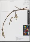 Foto von Salix caprea L.